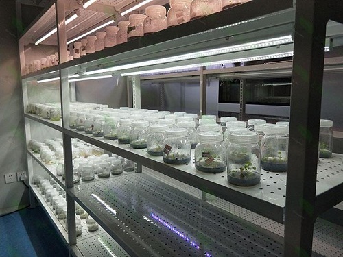 卓尼植物组织培养实验室设计建设方案